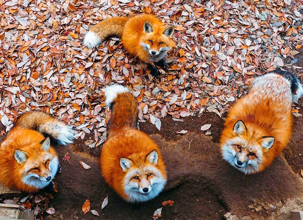 Lưu Ý Khi Mua Quà Tặng Khách Nhật bản